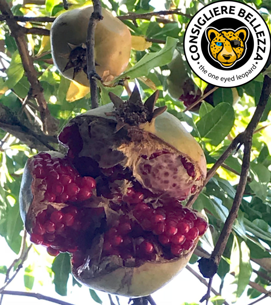 pomegranate orto botanico cagliari logo