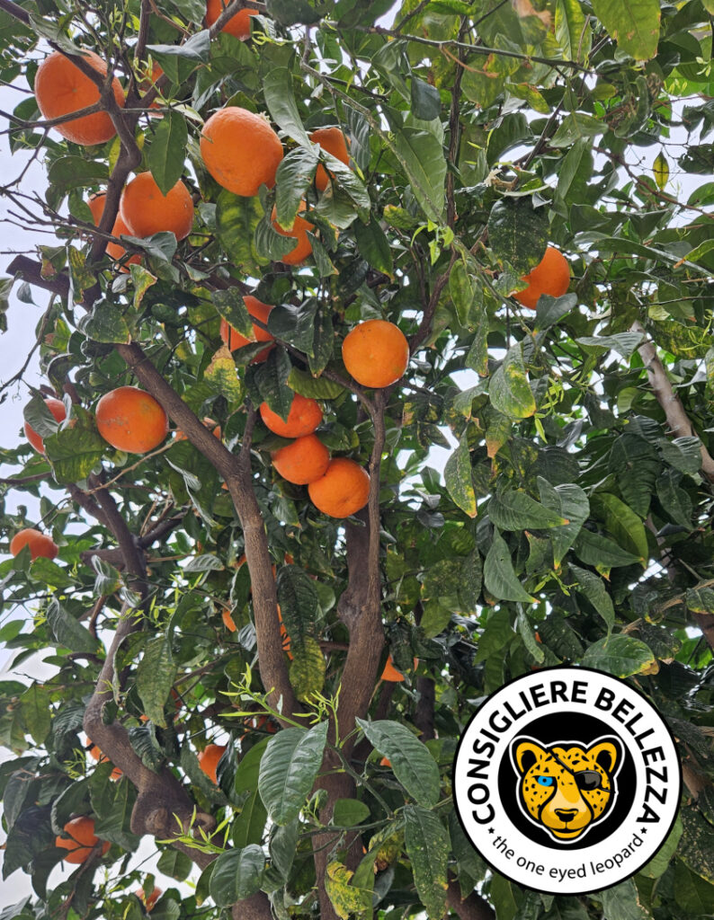 oranges sicily